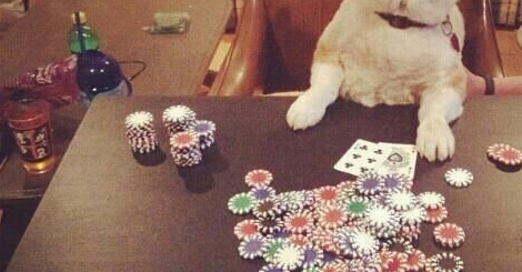 Best Pets for Gambling