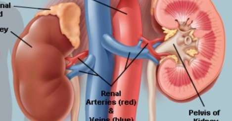 kidney symptoms