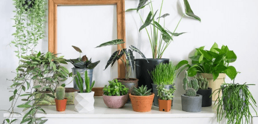 beautiful indoor plants