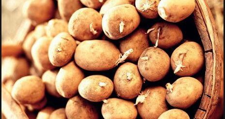 why sprouted potatoes are not good for you